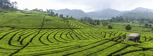 A tea plantation in Ciwidey, Bandung (Indonesia).  The Dutch first began growing tea around the Band