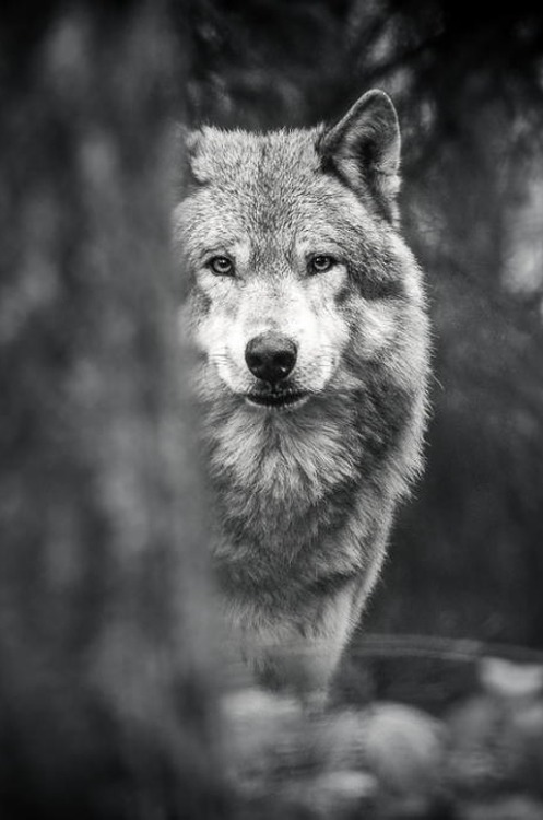 wavemotions:Wolf by Jeffrey Van Daele