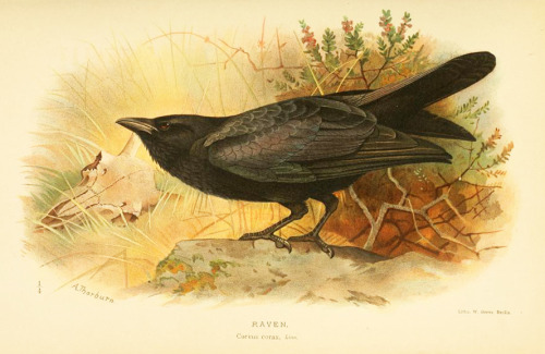 Corvids from Coloured figures of the birds of the British Islands by Lord Lilford, 1885-1897. Via Bi