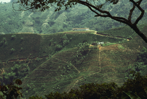ritsual:Sam Abell, EXACT LOCATION UNKNOWN, COLOMBIA.Coffee is one of Colombia’s main exports.