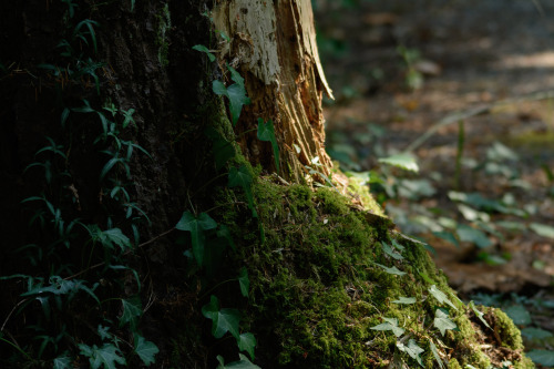 darkcoastphotography: Life Sprouts From DarknessBowen Park, Vancouver Island, British Columbiatumblr