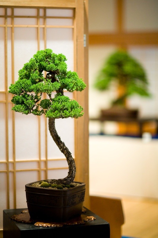 collectorandco:  bonsai 