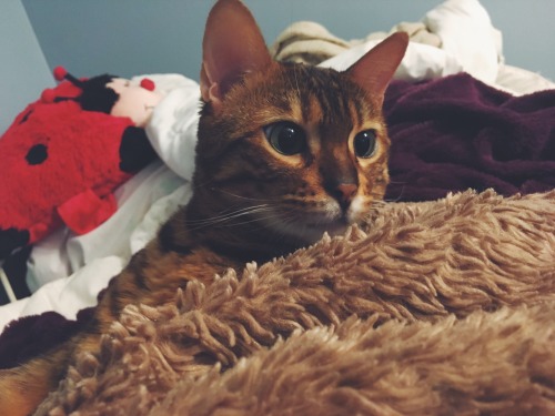 97tilforever:So tonight, Nahla decided to be extra cute, so I took pictures of her for a good ten mi
