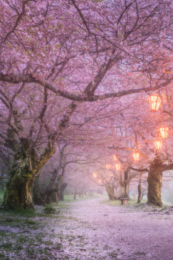 tulipnight:  Sakura by Daniel Kordan