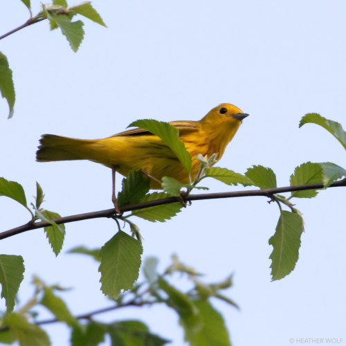 brooklynbridgebirds: Yellow WarblerBrooklyn Bridge Park, Pier 1