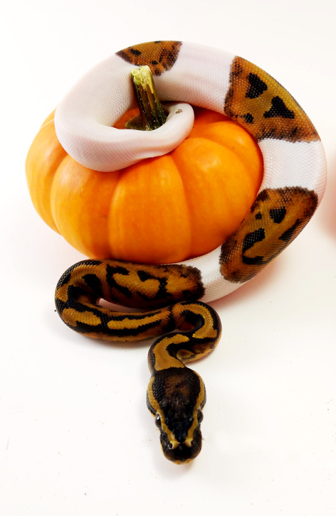 friendly-familiars:Reggie thinks Halloween is too spooky! But he sure is a cute pumpkin piebald
