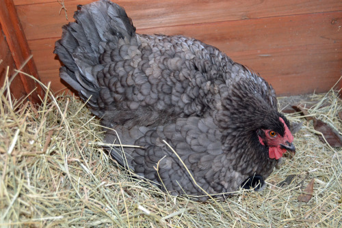 chickenliz:Dasher is a most excellent mother. 