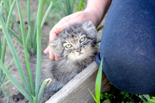 tiger-in-the-flightdeck: admirable-mairon:  theotherwesley:  cuteanimals-only: Rescued Pallas’s cat kitten eye colour changed from blue to yellow just before she was two months old.  I HAVE NEVER BEFORE SEEN A PALLAS CAT IN BABY SIZE   HELP  I thought