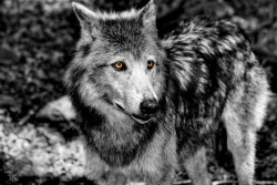 wolfsheart-blog:    Wolf’s Eyes by   Flavien