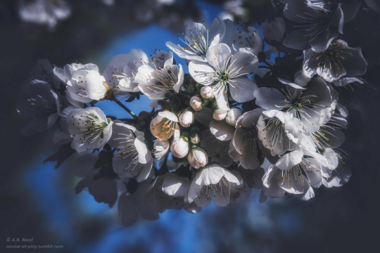 Live in full bloom! Wishing my sweet and talented friend, Stephane @peintre-stephane, a belated Happy Birthday (6/27)!! I’m...