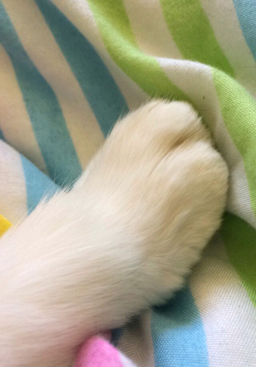 plaidcushion:Wee fuzzy toes