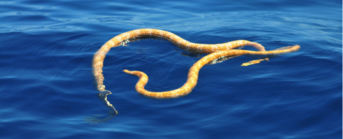 exotic-venom: Two striking sea snakes have been spotted drifting off the coast of Western Australia,