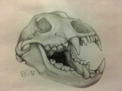 2nd day of doing inktober.Grizzly bear skull.- xchan