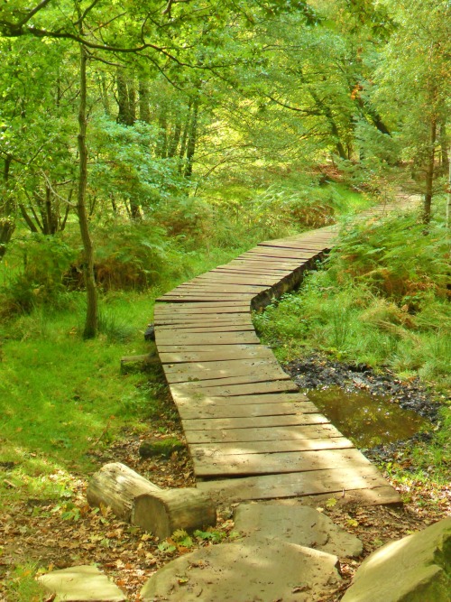 tropical-paradisio: vwcampervan-aldridge: Mountain bike track, Birches Valley, Cannock Chase, Engla