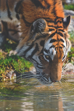 modernambition:   Thirsty | WF 