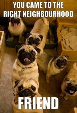 Bite-Me-Or-Beat-It:  So Cute!