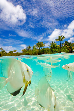 wnderlst:  Bora Bora, French Polynesia  