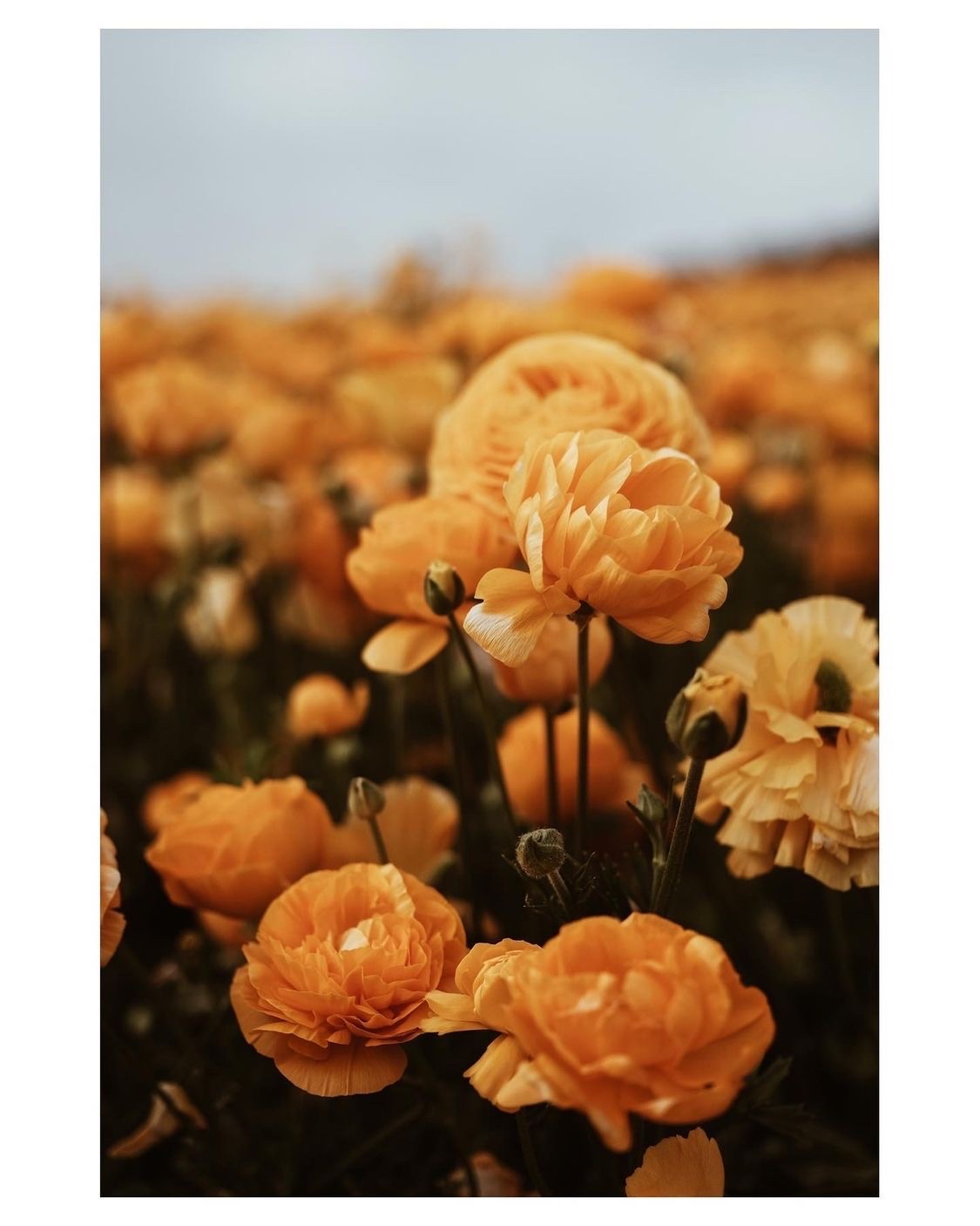 fleur-aesthetic:instagram | notestothewild 
