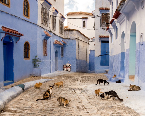 vurtual: City of cats (by Karin m)