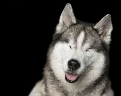 sixpenceee:Animal photographer Alex Cearns takes photos of dogs that are perfectly imperfect.