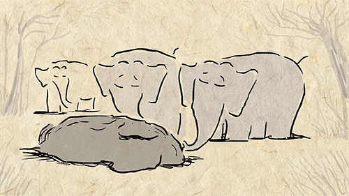 12 Amazing Facts About Elephants