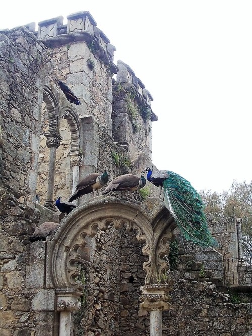 charlesreeza:A muster of peacocks in a public park in Évora, Portugal.  The structure was built to l