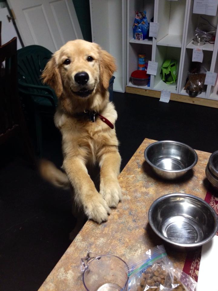 handsomedogs:  I work at a dog hotel and Scarlet decided to help me out with preparing