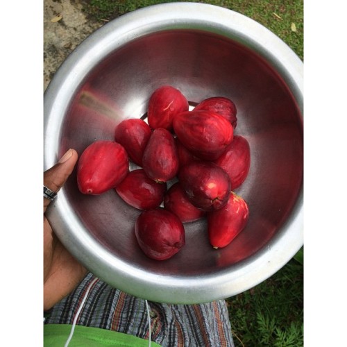 Can’t tell when last I had one of these #plumrose  (at Ottley Hall)