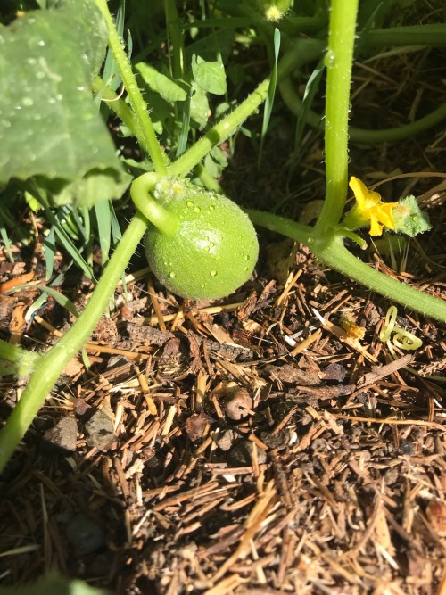 aurosoul:aurosoul: I pirated some melon plants from a grocery store melon and they are FRUITING!!