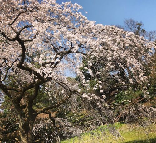 ⛳️1692. 近衛邸跡庭園 Konoe Residence ruins Garden, Kyoto 近衛邸跡の枝垂れ桜はもう見頃 （´-`）.｡oO（季節感ある投稿を…） この枝垂れ桜を鑑賞した #