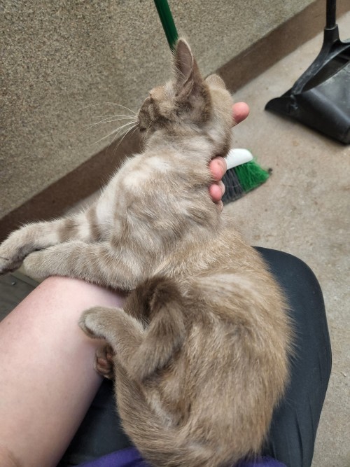 talesfromtreatment:talesfromtreatment:talesfromtreatment:Not your typical coat color