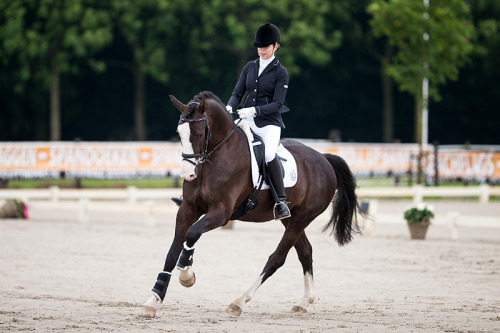 natshorses: fairyoffireflies:  Enton (v. Wynton) xx Big white face <3