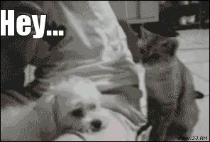 Catgifcentral:  What Did The 5 Fingers Say To The Face?