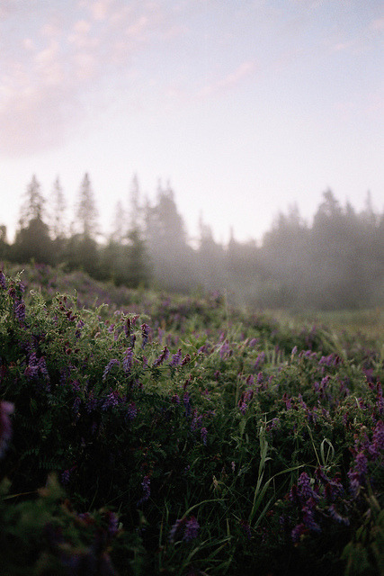 ourwildways:Wildflowers. by Sky Is Womb on Flickr.