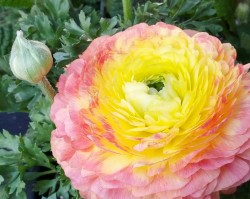 andrewsplants:  Peach coloured Ranunculus. 