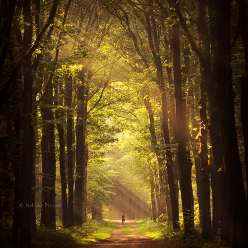opticxllyaroused:    Most Beautiful Forest Photography by Nelleke Pieters  