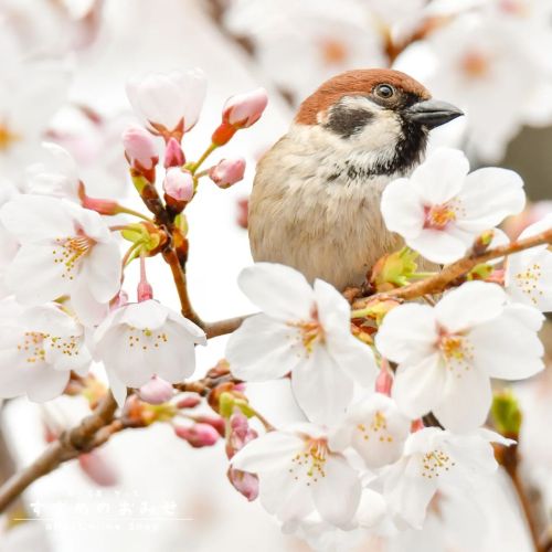 なんだかんだで日曜日#ちゅん活 #スズメ #sparrow #写真 #photo #photography #癒やし #healing#cutebird #instagramjapan #bi