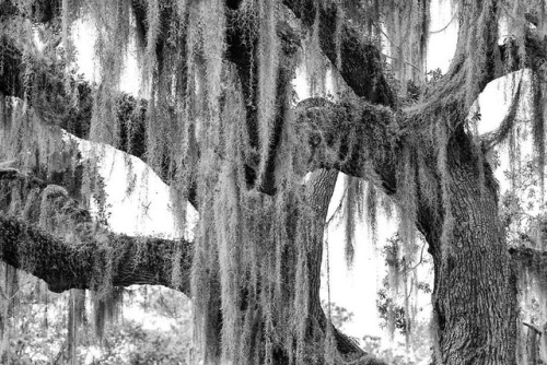 South Carolina #spanishmoss #oak #oaktrees #southcarolina #charleston #thesouth #atmosphere #mood #b