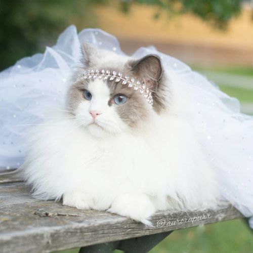 soiscrewedmycompanions: thatsthat24: npr: culturenlifestyle: The Most Regal, Friendly and Fluffy Kit