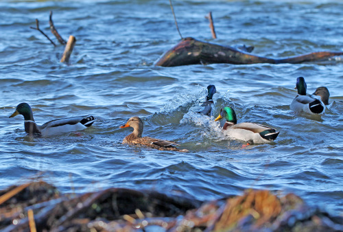 A bunch of wild ducks in lake Mälaren, Sweden (part 1).