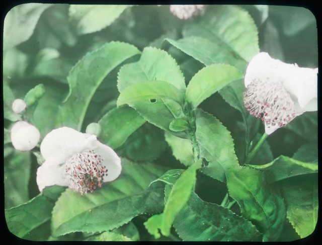 Close-up image of white cherry flowers.