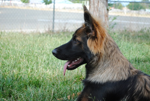 pawsitivelypowerful: My handsome boy.