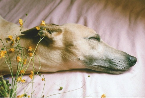 spookyseeds:  night-rooms:  two pictures of my dog norman sleeping on my bed  your dog norman is more beautiful and elegant than i could ever hope to become. i hope norman is enjoying life as one of the beautiful people. 