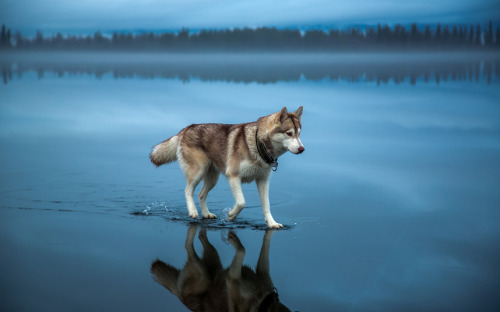 weasterberry:allcreatures:A husky walks on water in northern Russia. The image was taken after heavy