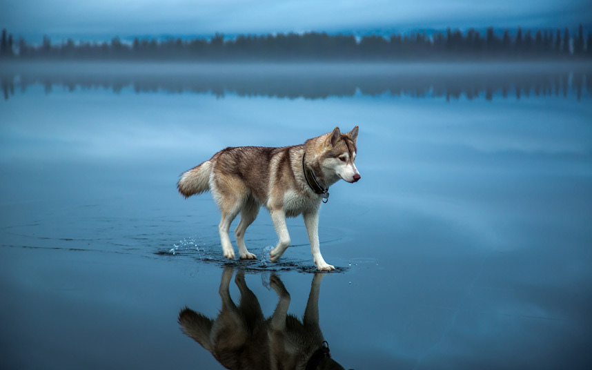 hickeysandharleyquinn:  sixpenceee:  A husky walks on water in northern Russia. The