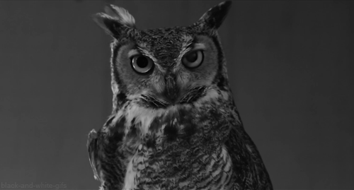 black-and-white-gifs:  (Royal &amp; Design) 