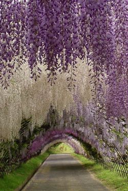 praial:  Japan: Kawachi wisteria garden,