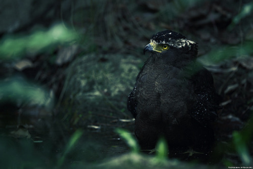 Forest‧Crested Serpent Eagle( 大冠鷲 ) by Kaede Wu on Flickr.