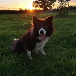 Sunset doggo https://www.instagram.com/entrancement_uk/p/BpKpZE_H_i6/?utm_source=ig_tumblr_share&amp;igshid=13h40w6h0ajy7