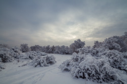 definitelydope:  One Winter Morning (by Standard Deluxe)